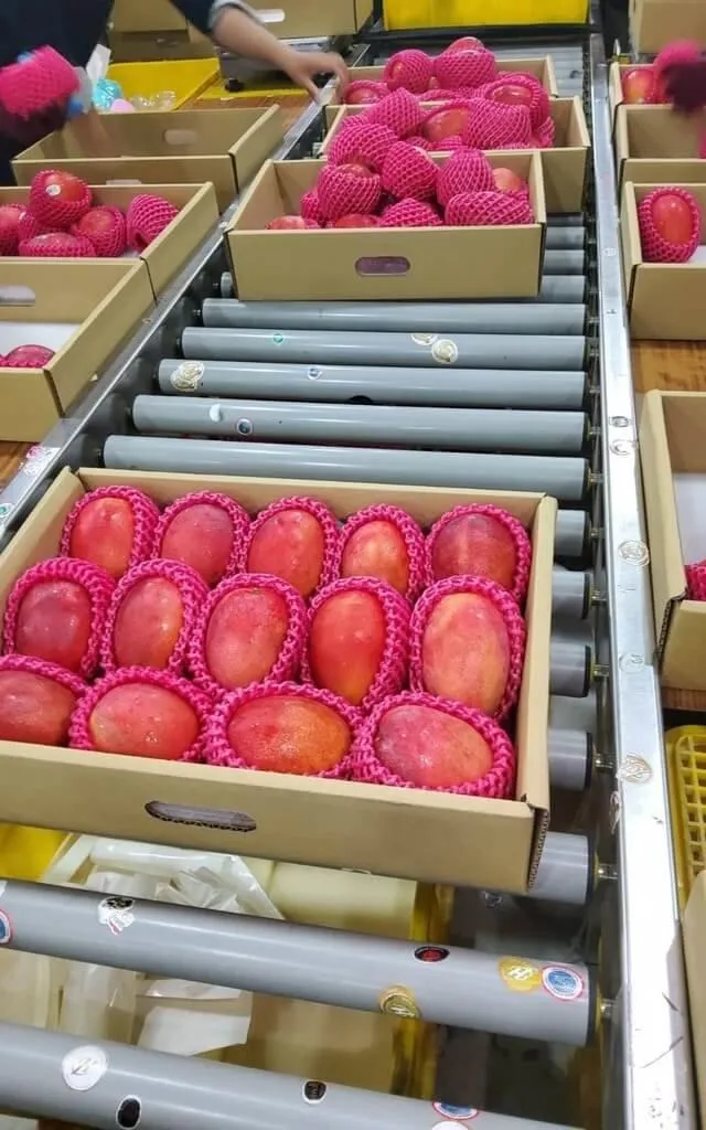 正值台南芒果產季,台南愛文芒果28日將空運英國500公斤,也是台灣首批出口英國的芒果。(圖/台南市政府提供)