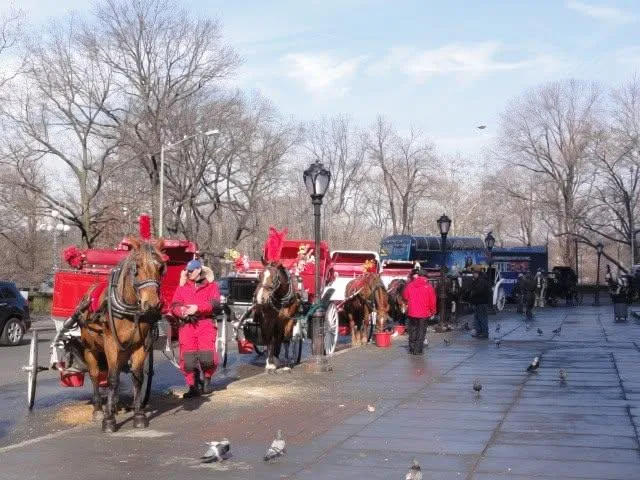 美國紐約市議會通過法案,將逐步終止中央公園的馬車載客服務。(圖/記者彭巧蓁攝)