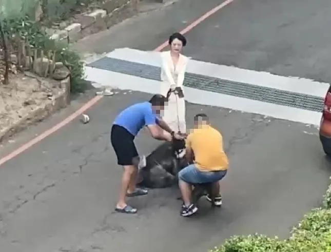 新竹縣竹北市的模特兒「栗子」昨天（19日）上午牽繩遛狗，遭比特犬攻擊。（圖／民眾提供）