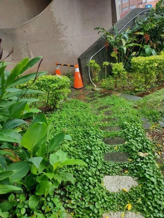 居家環境雜草叢生易導致蛇類出沒。（圖／新北市政府動物保護防疫處提供）