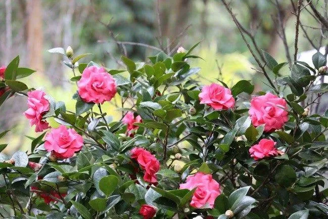 茶花盛開,妍麗色彩點綴冬日花園。(圖/台北市政府)