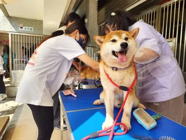 一名蔡姓女子不顧飼主責任，開車沿路遺棄16隻柴犬。（圖／縣府提供）