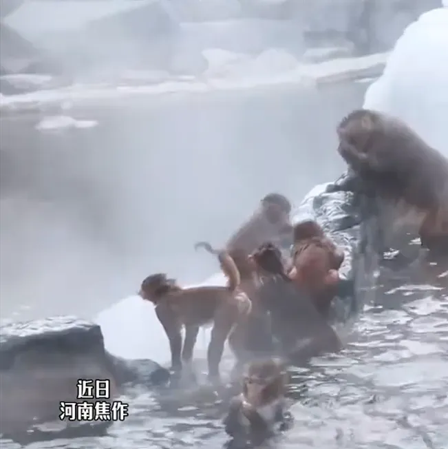 近日，河南雲台山的野生獼猴泡「溫泉」。（圖／翻攝自微博@看洛微博）