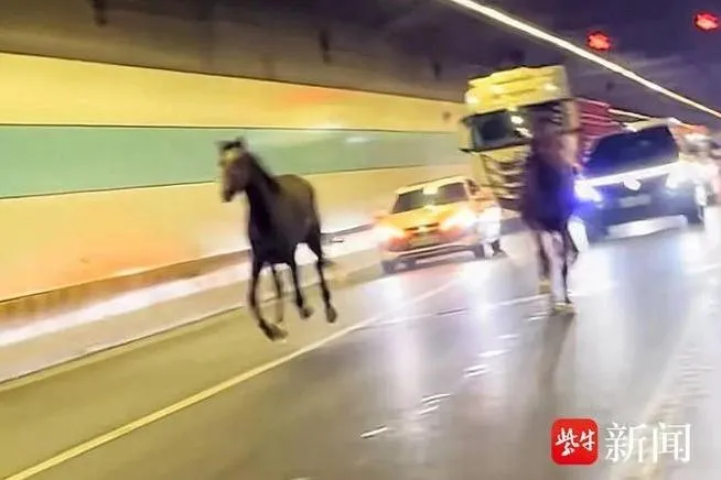 蘇州兩匹馬疑似從馬場脫逃後，在相城區多條地面道路、高架快速道路及隧道內一路狂奔。（圖／翻攝自紫牛新聞）