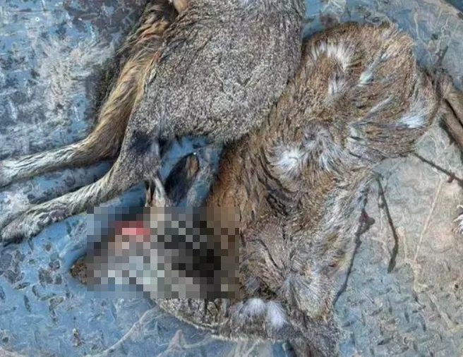 慘遭獵殺的馬麝。（圖／翻攝《網易》）