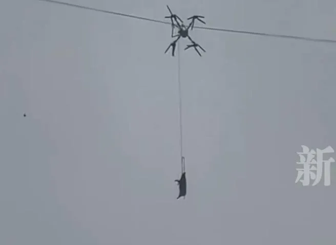 無人機與豬隻一起卡在半空。（圖／翻攝《新京報》）