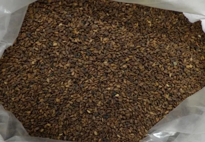 孟加拉出口的「芝麻」則檢出殘留農藥二‧四地0.02 ppm。(圖/食藥署)
