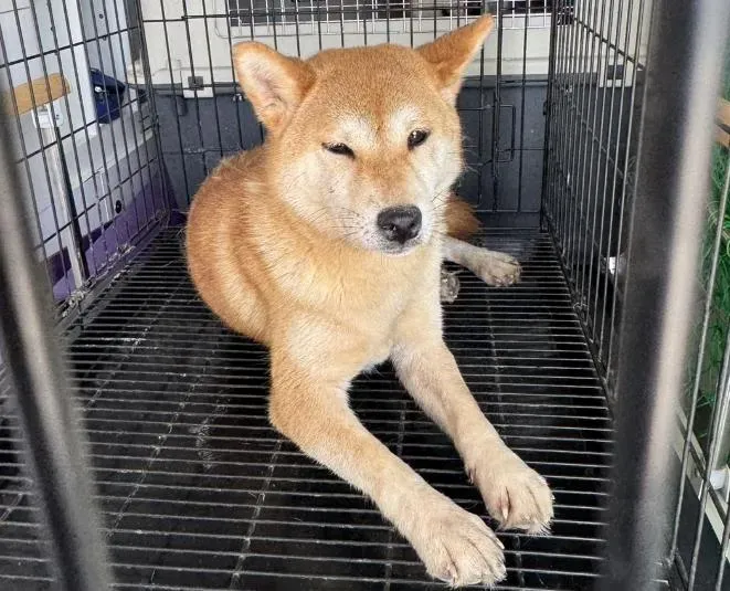 一名蔡姓女子不顧飼主責任，開車沿路遺棄16隻柴犬。（資料圖／新竹縣流浪動物珍愛協會提供）