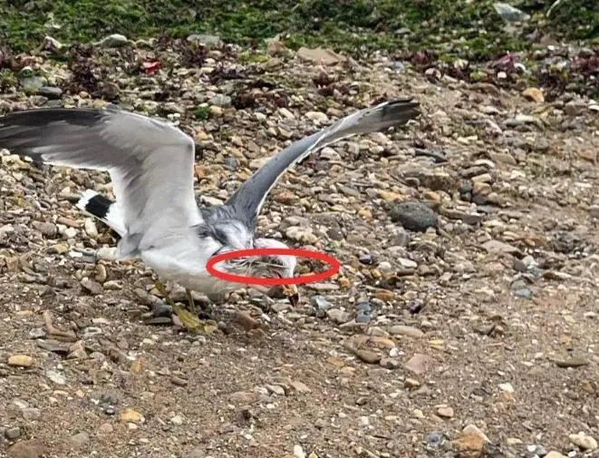 海鷗被竹籤刺穿身體。（圖/翻攝《網易》）