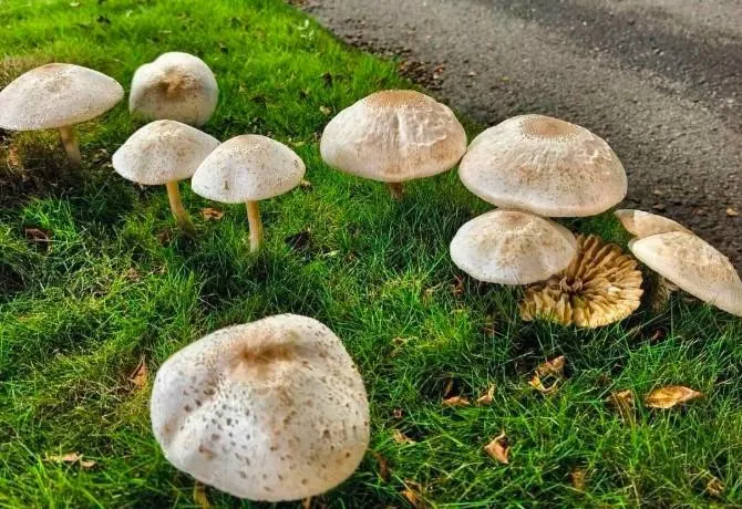 高雄市鳳山區鳳南路的中央分隔島長出菇菇。（圖／翻攝自臉書／高雄美食地圖）