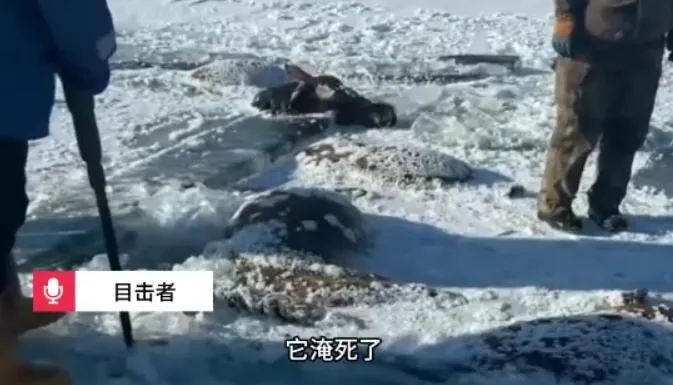 馬匹被冰封在水中。（圖／翻攝《極目新聞》）