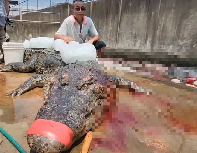 業者阮茂盛將鱷魚冰封、用膠帶綁起，預備31日帶著北上找行政院陳情，（圖／中天新聞）