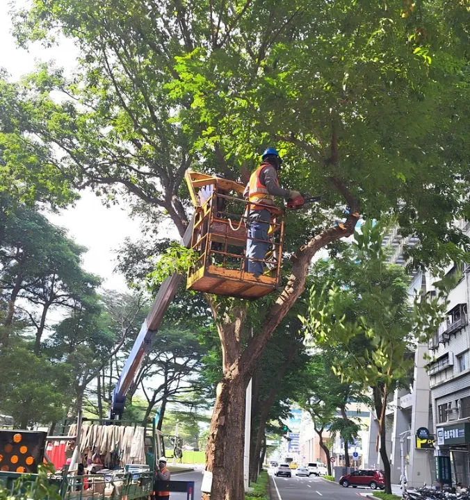 民族一路樹木修剪。(圖/高雄市政府工務局公園處)