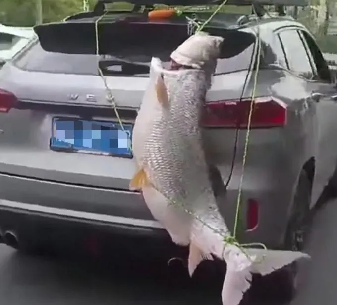 男子在車尾綁了一條大魚炫耀，引人側目。（圖/翻攝《鳳凰網》）