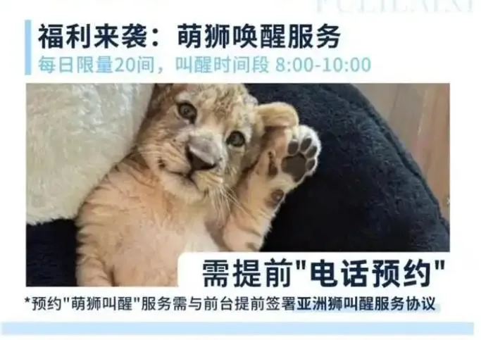 提供「萌獅叫醒」服務的房型一晚售價約2735元新台幣。（圖／翻攝《極目新聞》）