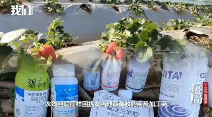大陸有凍乾草莓的重金屬「鎘」含量超出國家標準10倍，並殘留多種超標農藥。（圖／翻攝《新京報》）