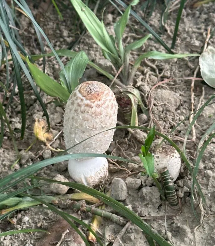 雞腿菇因其形如雞腿，肉質似雞絲而得名。（圖／翻攝百度百科）