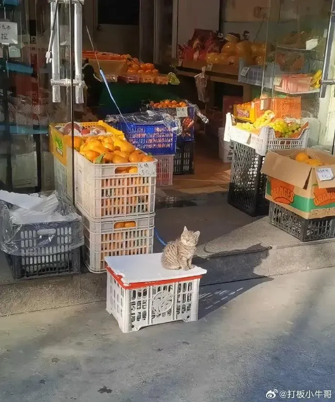 水果店老闆收編的貓咪。（圖／翻攝微博）
