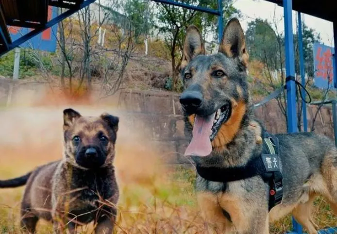 大陸有4隻警犬因工作表現不佳遭點名批評。（圖／翻攝《極光新聞》）