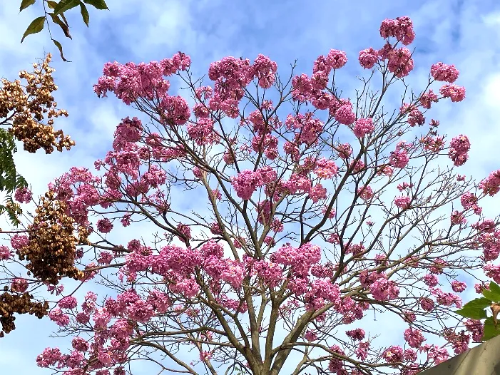 洋紅風鈴木樹冠花朵滿開。(圖/台北市政府提供)