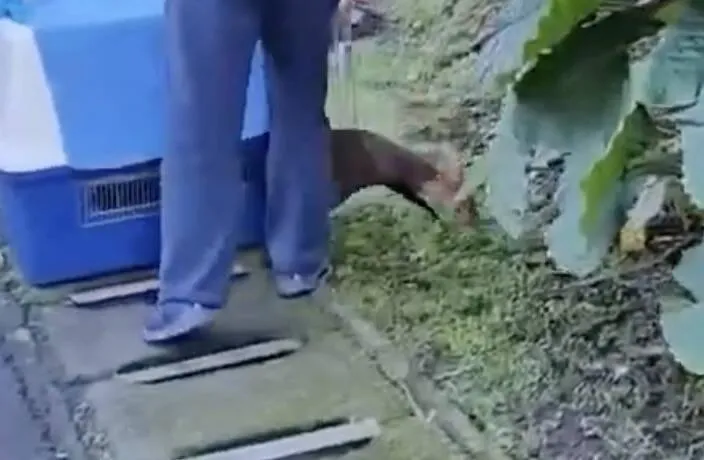 1隻野生成年山羌被發現闖入台北市立動物園，經園方檢查無礙後已回到山林。（圖／台北市立動物園提供）