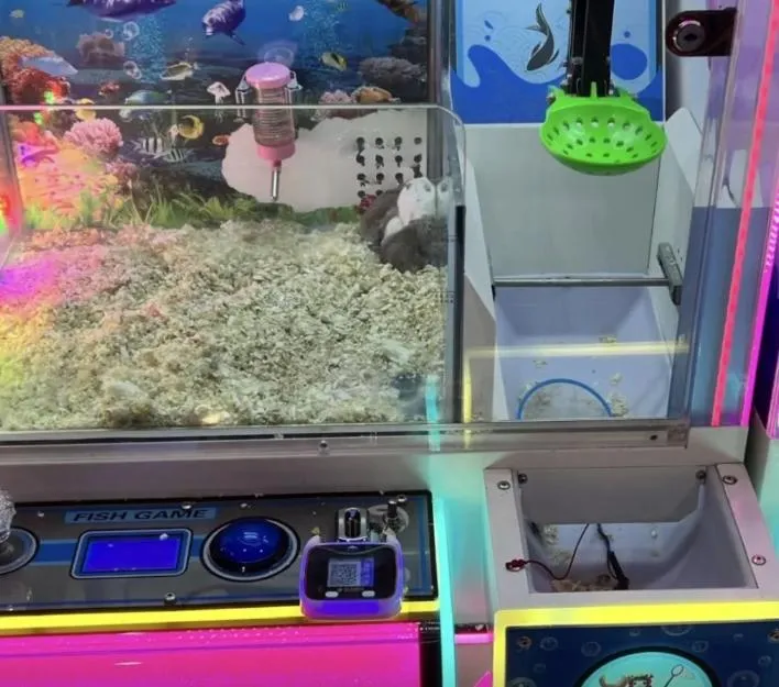 深圳抓娃娃機竟出現「活體倉鼠」當獎品。（圖／翻攝南方都市報）
