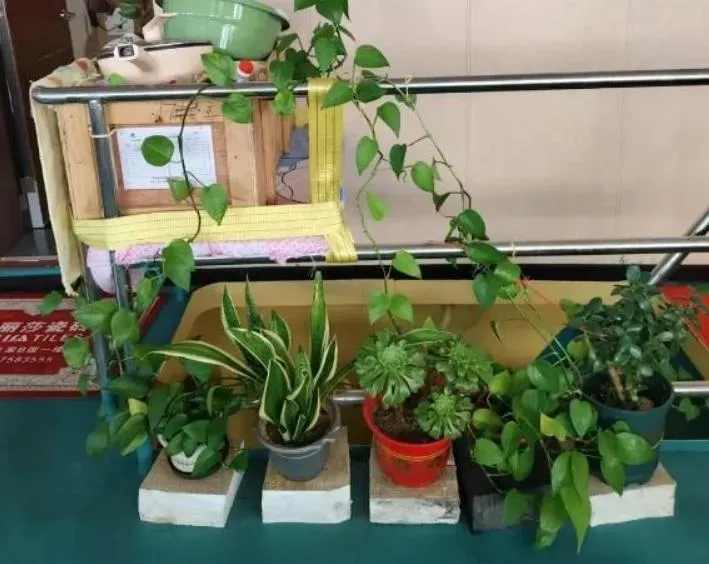 小星帶回父親放在船上的花草等遺物。（圖/翻攝《網易》）