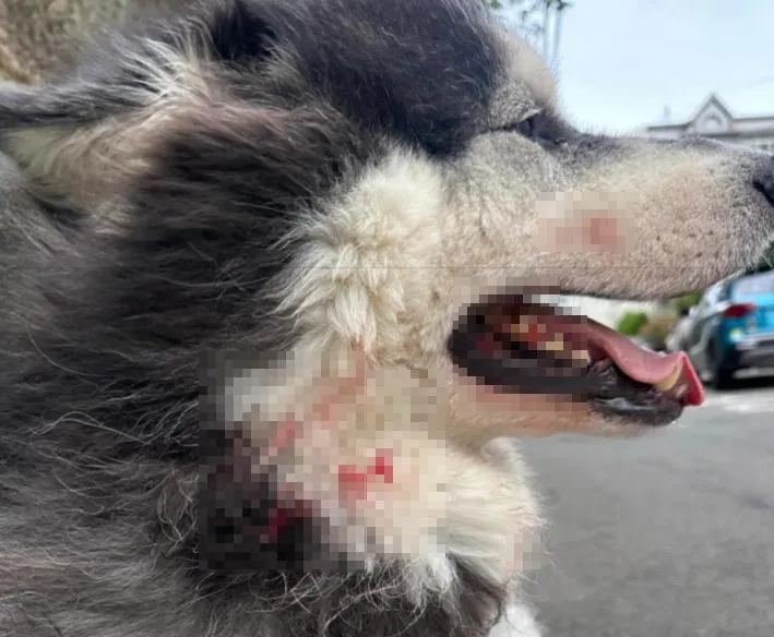 遭比特犬咬傷的阿拉斯加犬。（圖／翻攝自melvin_m0719）