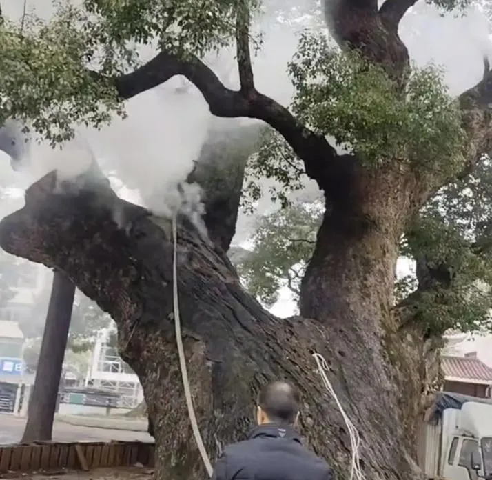 千年古樹不斷冒出濃煙。(圖/翻攝新浪微博)