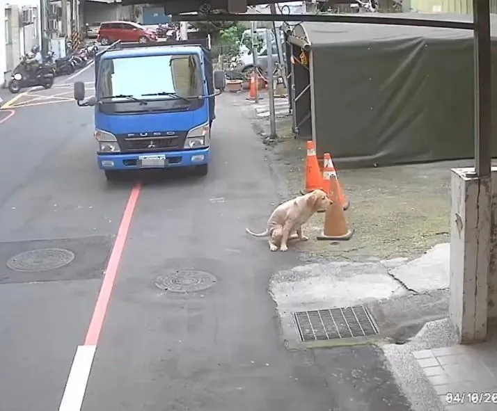 新北五股一隻黃金獵犬多次獨自在街頭遊蕩，遭民眾檢舉。（圖／新北市政府）