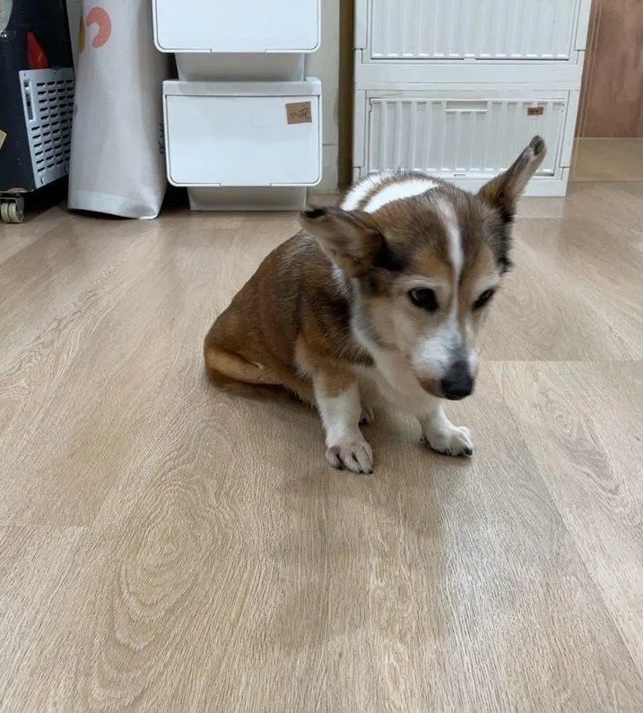 遭虐柯基犬已由北市動保處緊急安置送醫。（圖／台北市動物保護處提供）