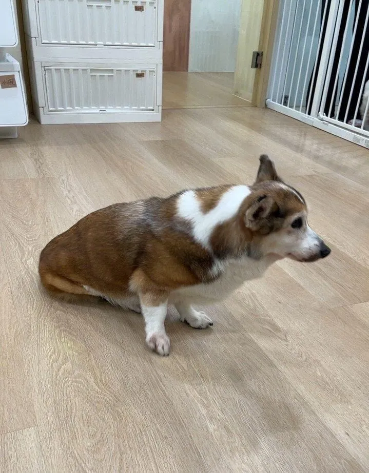 遭虐柯基犬已由北市動保處緊急安置送醫。（圖／台北市動物保護處提供）
