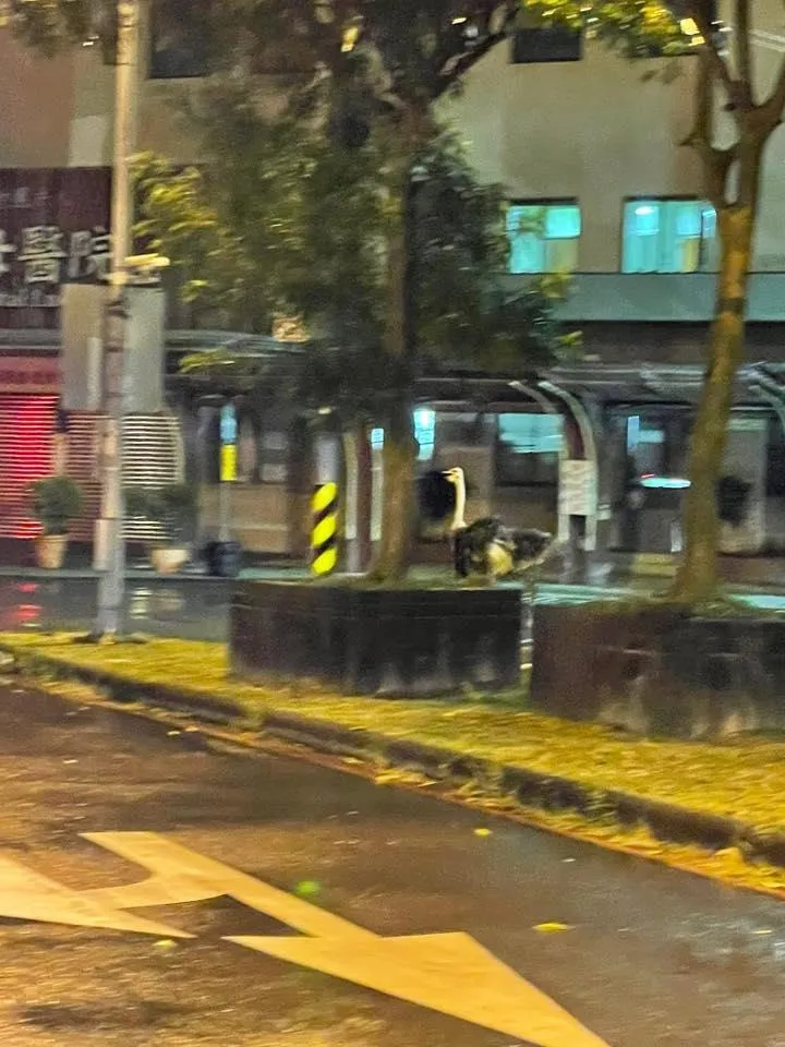 該隻鴕鳥一路從二結鄉跑到羅東鎮的聖母醫院跟博愛醫院一帶。(圖／翻攝「宜蘭知識+」）