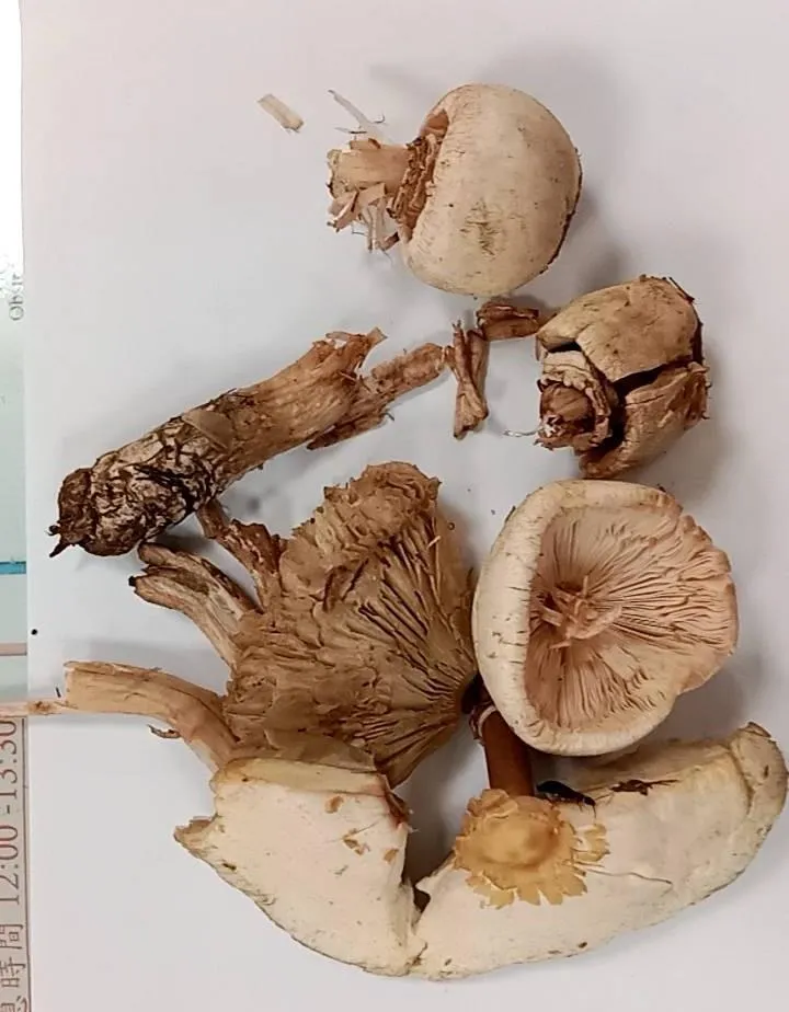 民眾自行在野外採摘恐將毒蕈誤認為可食用品種,特別是外觀與食用菇類相似的綠褶菇。(圖/臺北榮總)