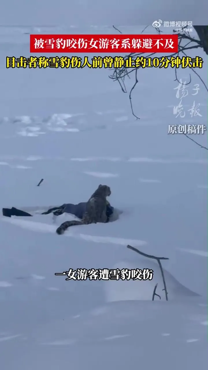 一隻雪豹將一名女遊客撲倒。（圖／翻攝《揚子晚報》）