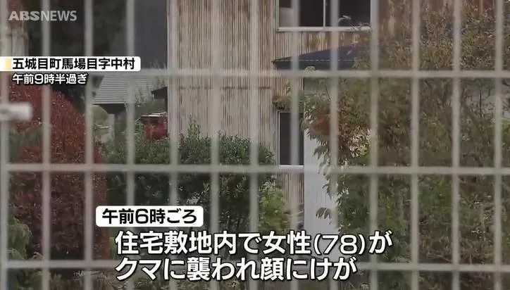 日本秋田今傳出多起熊襲事件。（圖／NNN）