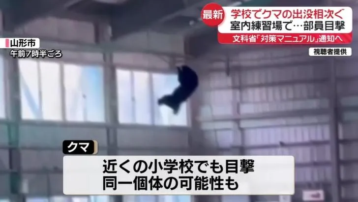 有學生拍下熊在學校室內體育館爬網子。（圖／NNN）