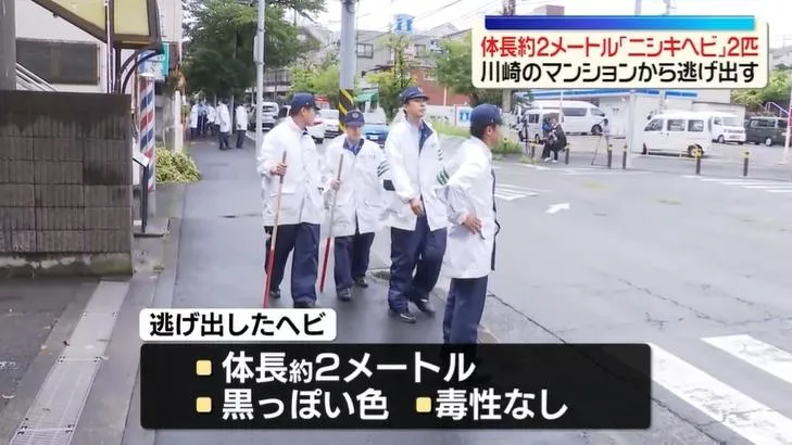 日本神奈川縣的一處社區驚傳有蠎蛇逃脫。（圖／NNN）