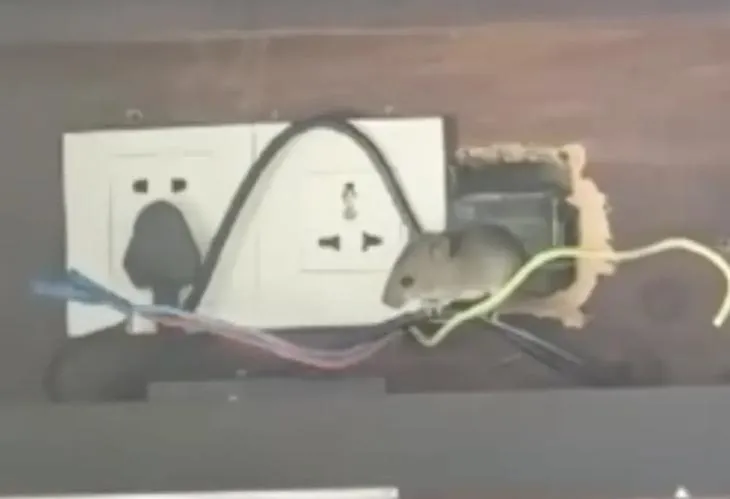 老鼠正在啃電線和木板。（圖／翻攝新浪微博）