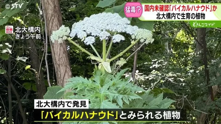 北海道大學校園內疑似發現有世界第一猛毒植物「巨型霍格威德」。（圖／NNN）