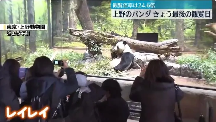 日本民眾湧入上野動物園，與即將回大陸的貓熊道別。（圖／NNN）