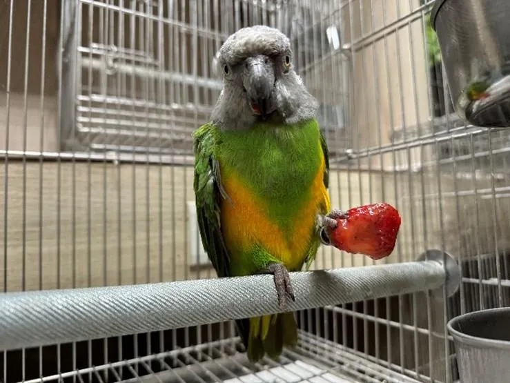 塞內加爾鸚鵡吃草莓，模樣相當可愛。（圖／新北市政府動物保護防疫處）