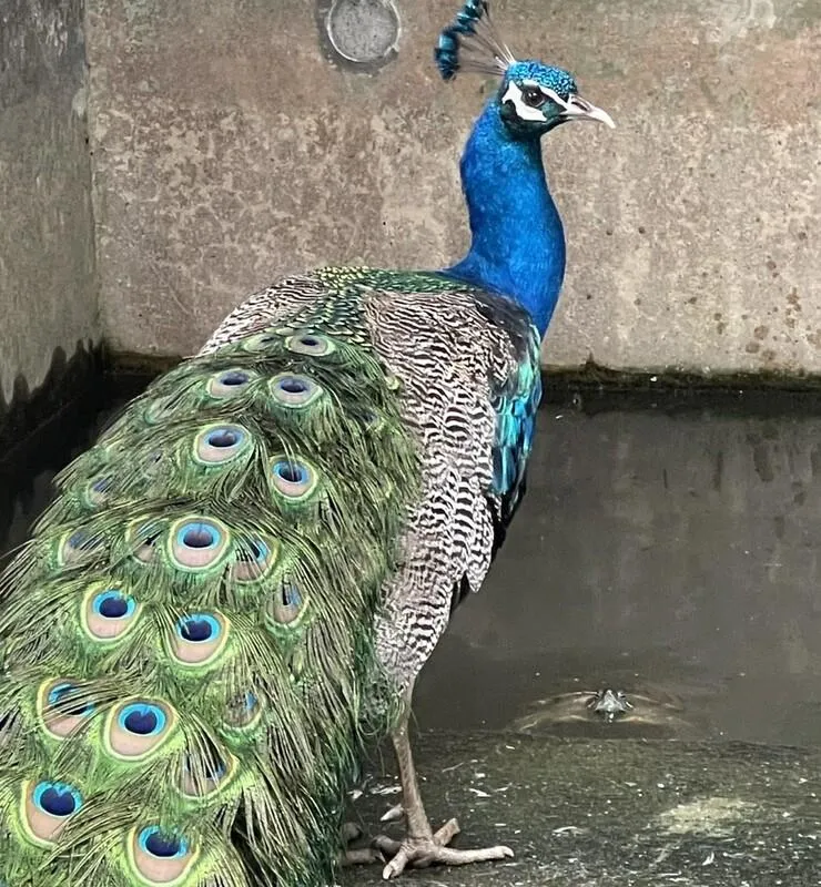 台北市動物保護處日前獲報在北投山區、天母古道附近有藍孔雀出沒，經民眾協助捕抓，帶回這隻雄性藍孔雀安置，目前健康狀況良好。動保處呼籲飼主出面認領，若無人認領，21日將開放認養。（圖／動保處提供）