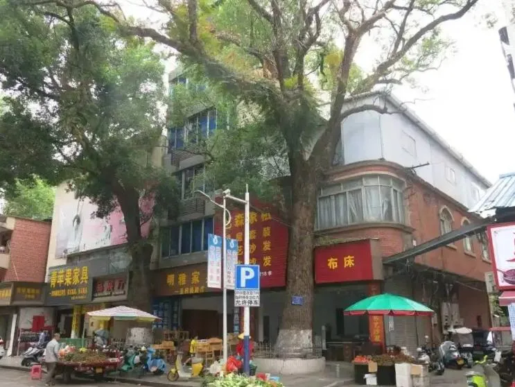 投毒者曾某因認為古樟樹枝葉遮擋自家房屋採光,竟萌生「除樹」念頭。(圖/翻攝人民日報)