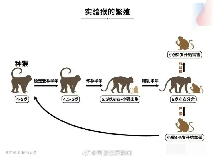 實驗猴繁殖情況。（圖／翻攝微博「每日經濟新聞」）