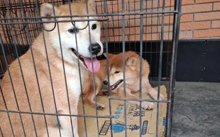 一名蔡姓女子不顧飼主責任，開車沿路遺棄16隻柴犬。（資料圖／新竹縣流浪動物珍愛協會提供）