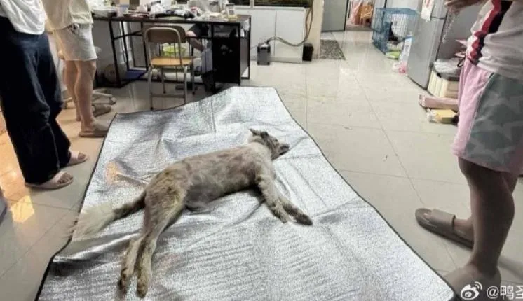 被活活烤死的邊牧犬。(圖/翻攝新浪微博)