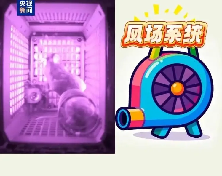 太空鼠裝置內安裝有風場系統,為牠們提供相對清潔的環境。(圖/翻攝《央視新聞》)
