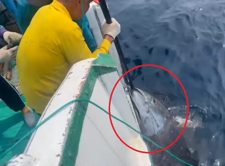 富漁慶2號捕獲黑鮪魚起鉤。（圖／洪福家提供）