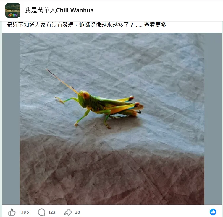 網友PO文透露，最近經常看見此蟲子。（圖／翻攝自「我是萬華人Chill Wanhua」臉書社團）
